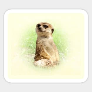 Meerkat Sticker